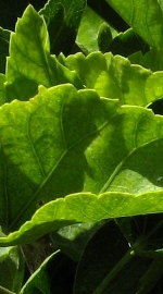 imagen decorativa de hojas
